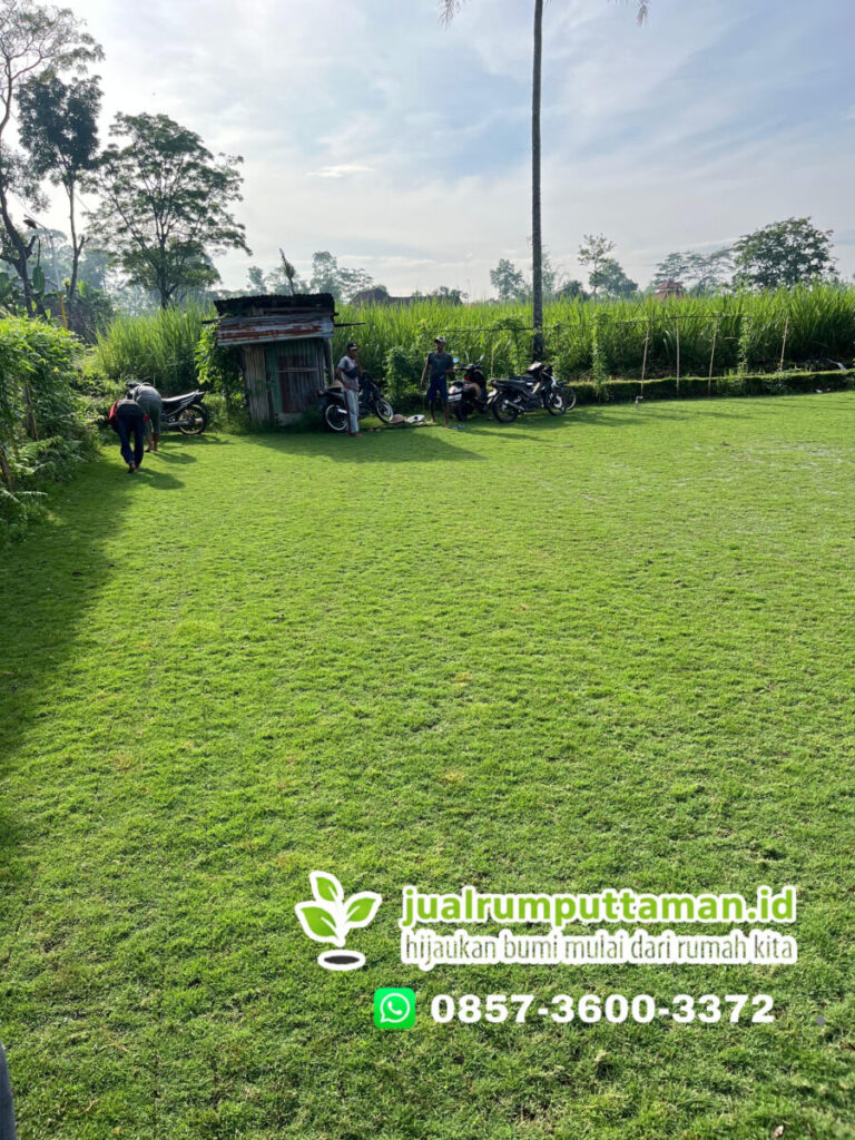 supplier rumput taman kota bekasi