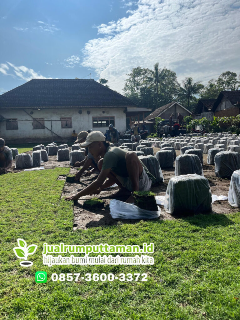 jual rumput taman indramayu