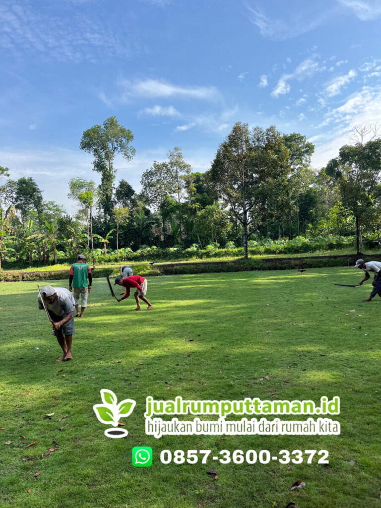 rumput taman kota bandung