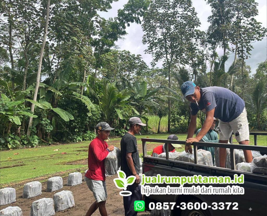 supplier rumput taman kota banjar