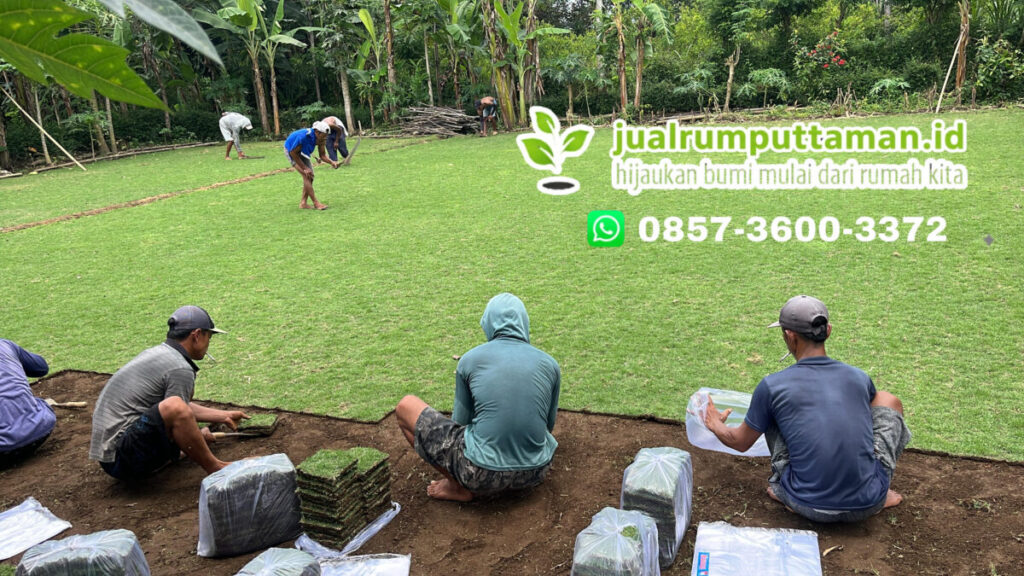 supplier rumput taman serang