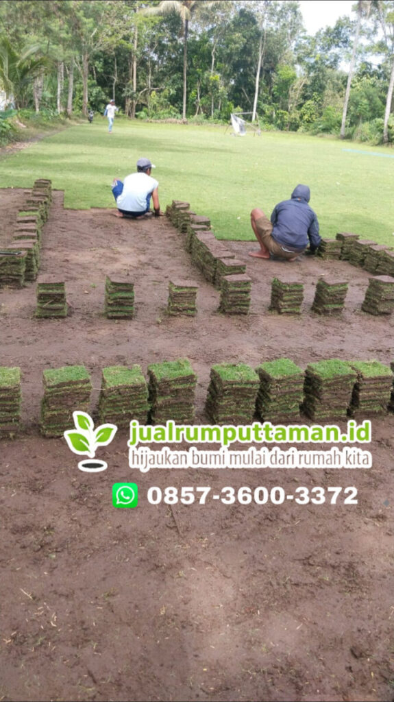 supplier rumput golf klungkung