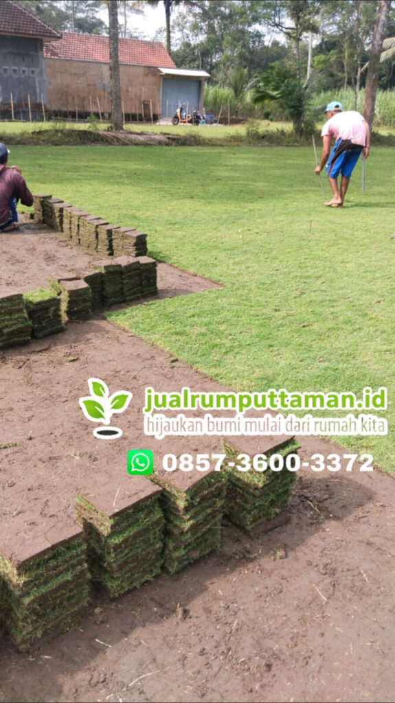 supplier rumput lapangan bola kota batu