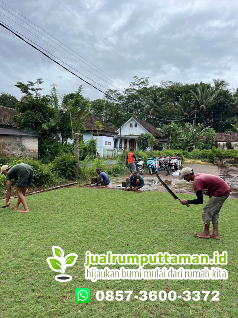 jual rumput lapangan sepakbola kota pasuruan