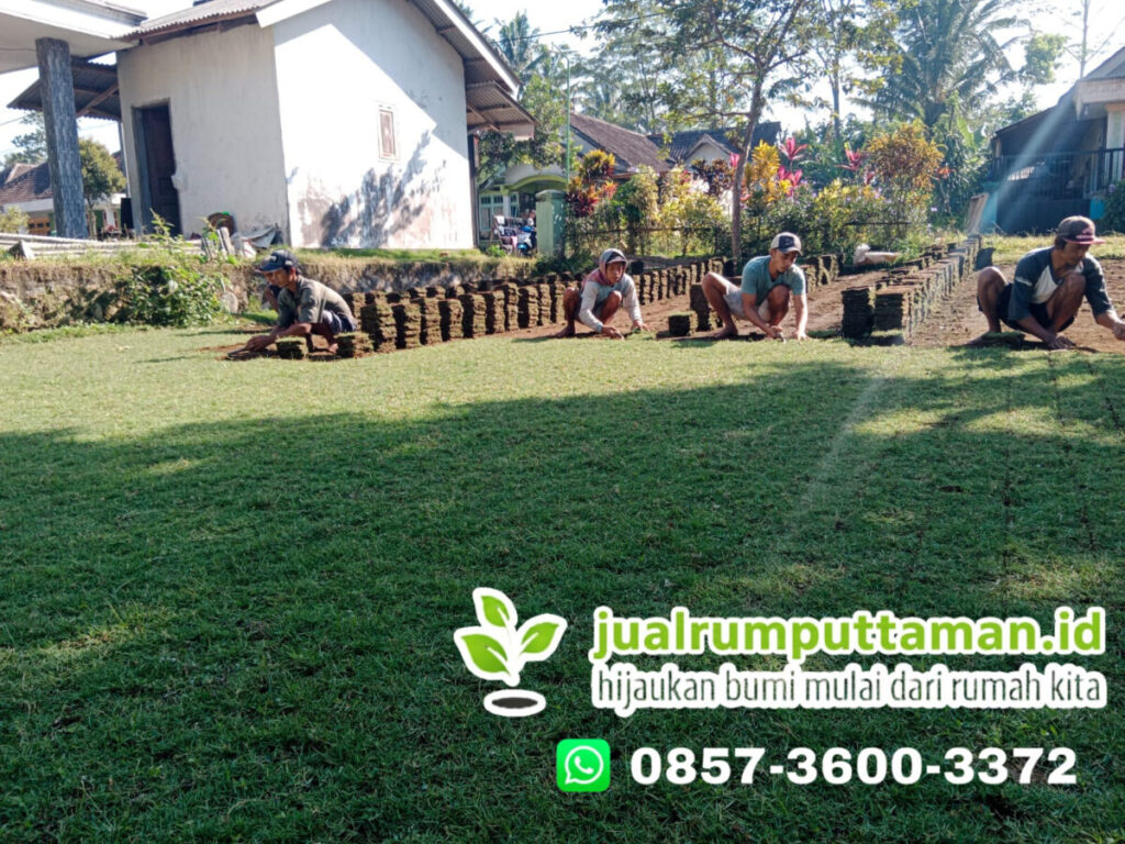 supplier rumput lapangan bola kota blitar