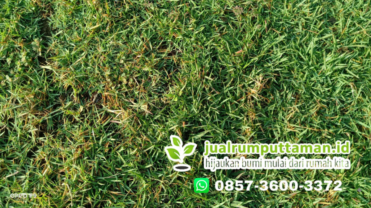 supplier rumput golf badung