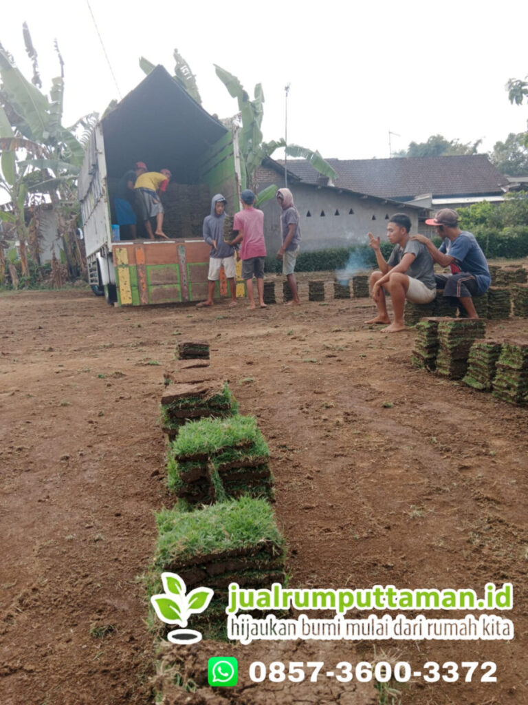 supplier rumput jepang tulungagung