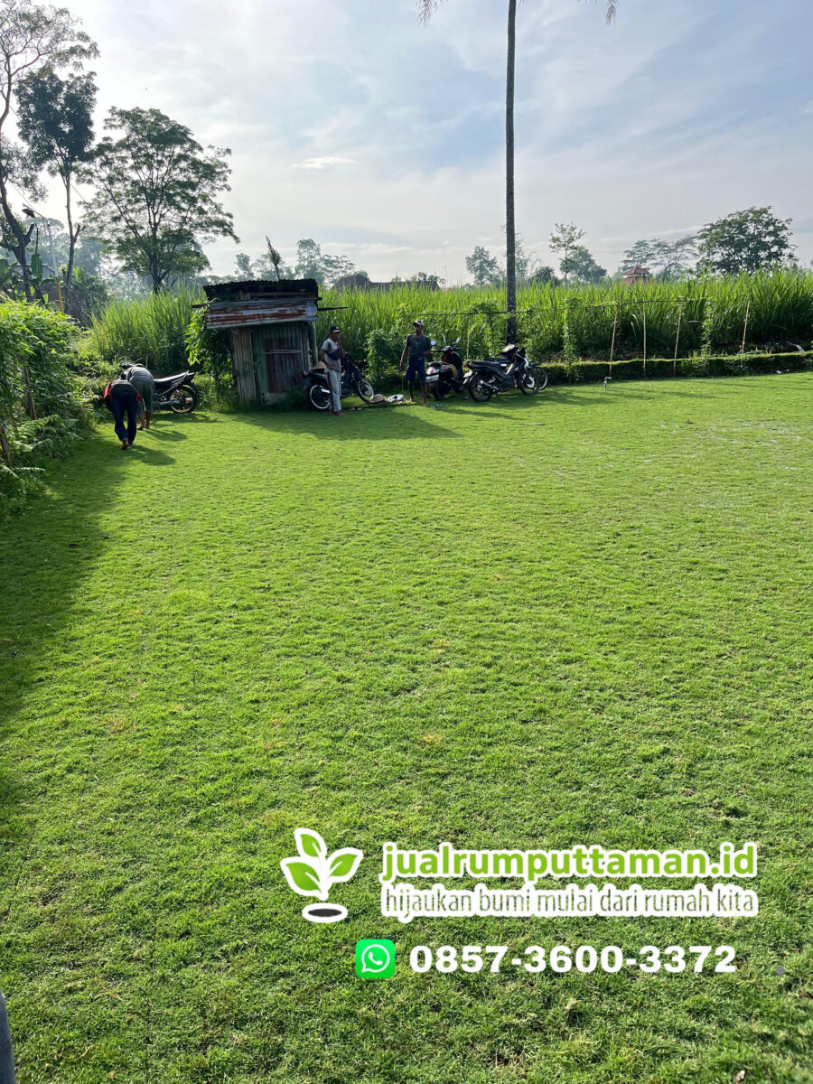 supplier rumput lapangan bola tuban