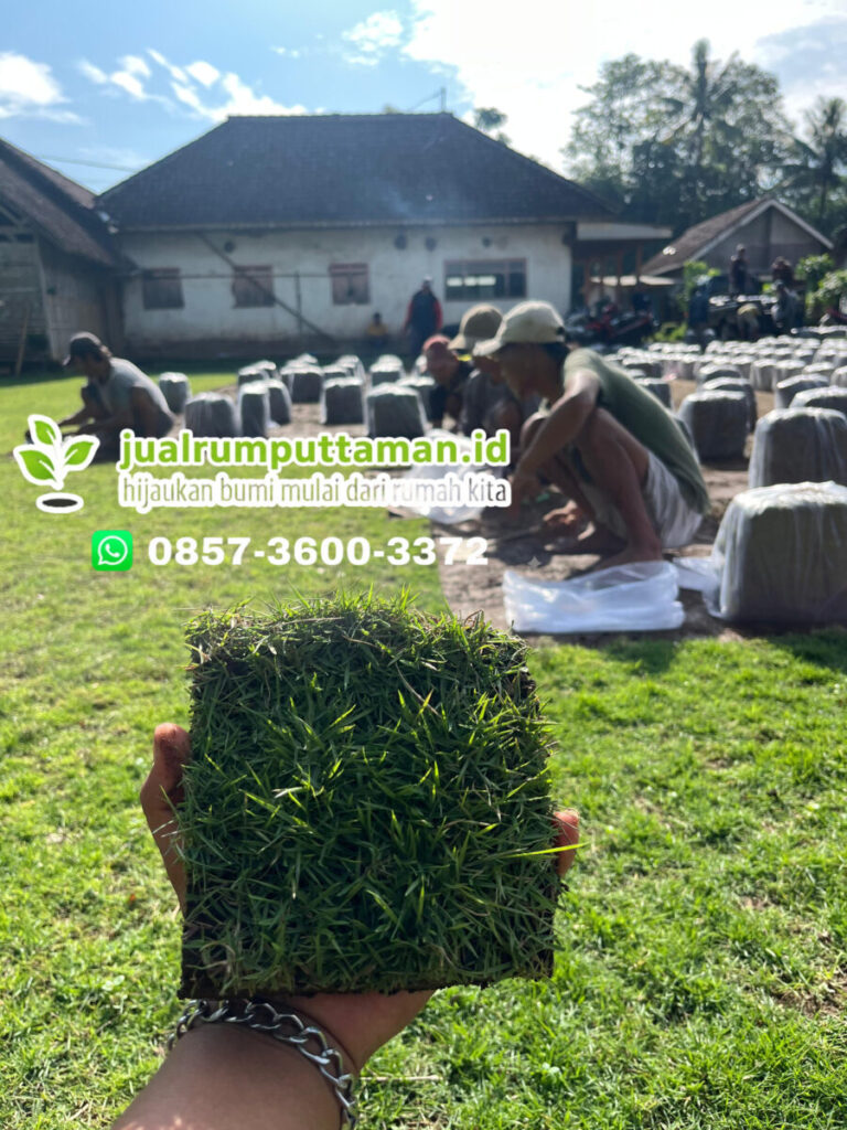 supplier rumput lapangan bola trenggalek