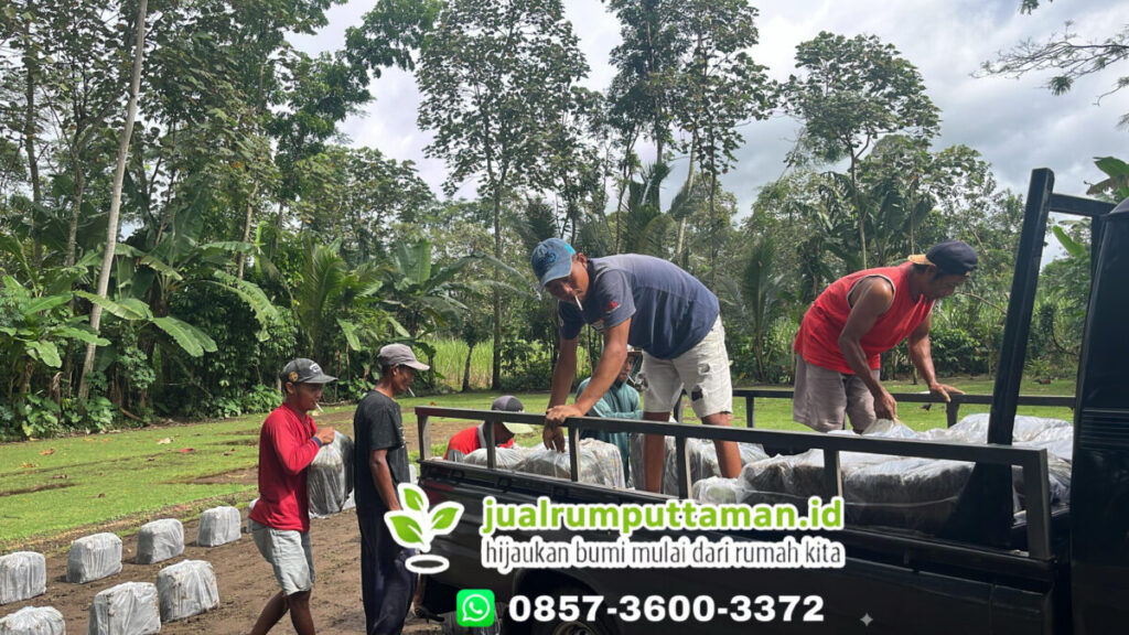 harga rumput taman bangli