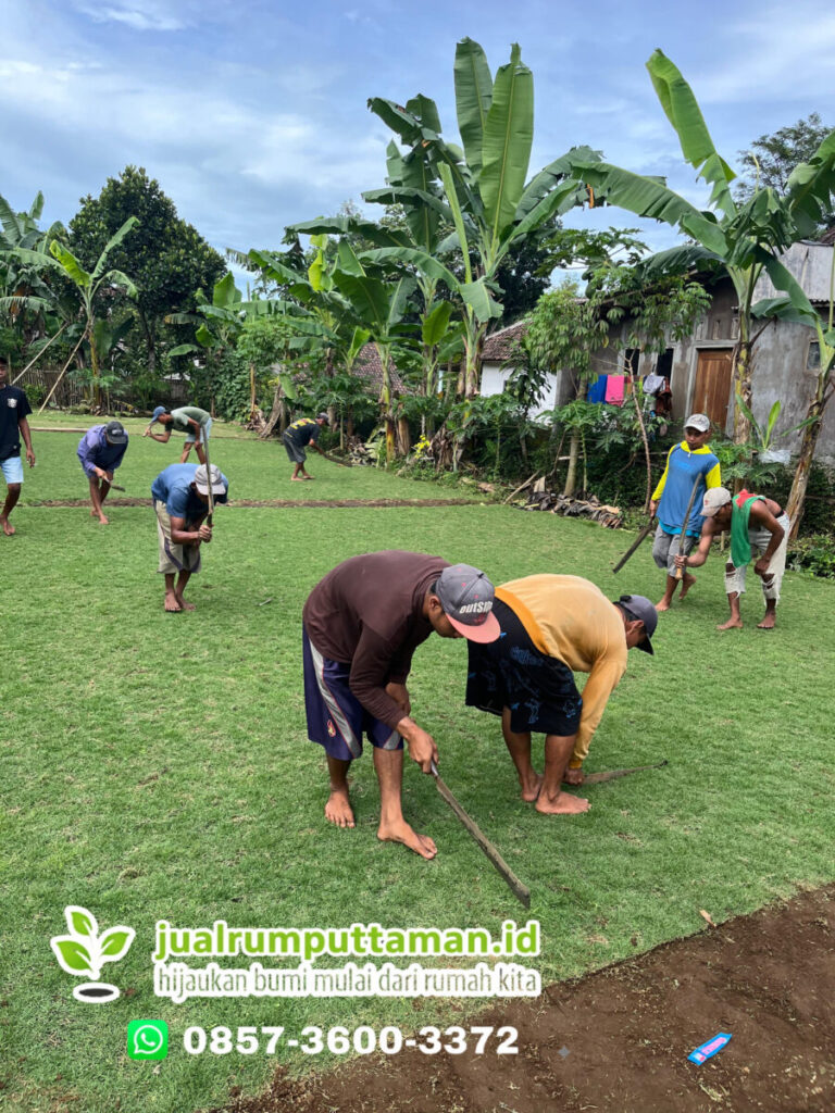 proses panen rumput taman