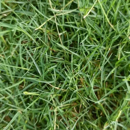 Rumput Bermuda Swiss (2)