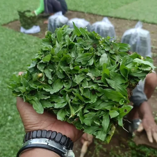 Rumput Gajah Mini (14)